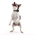 Some animals may really feel and dance to the beat.