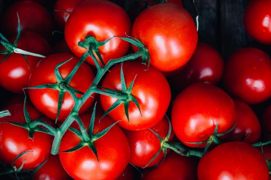 cultivo-tomate