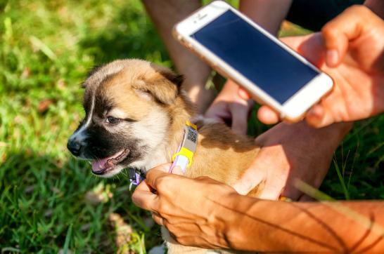 Pets innovations: Innovación en el sector de las mascotas